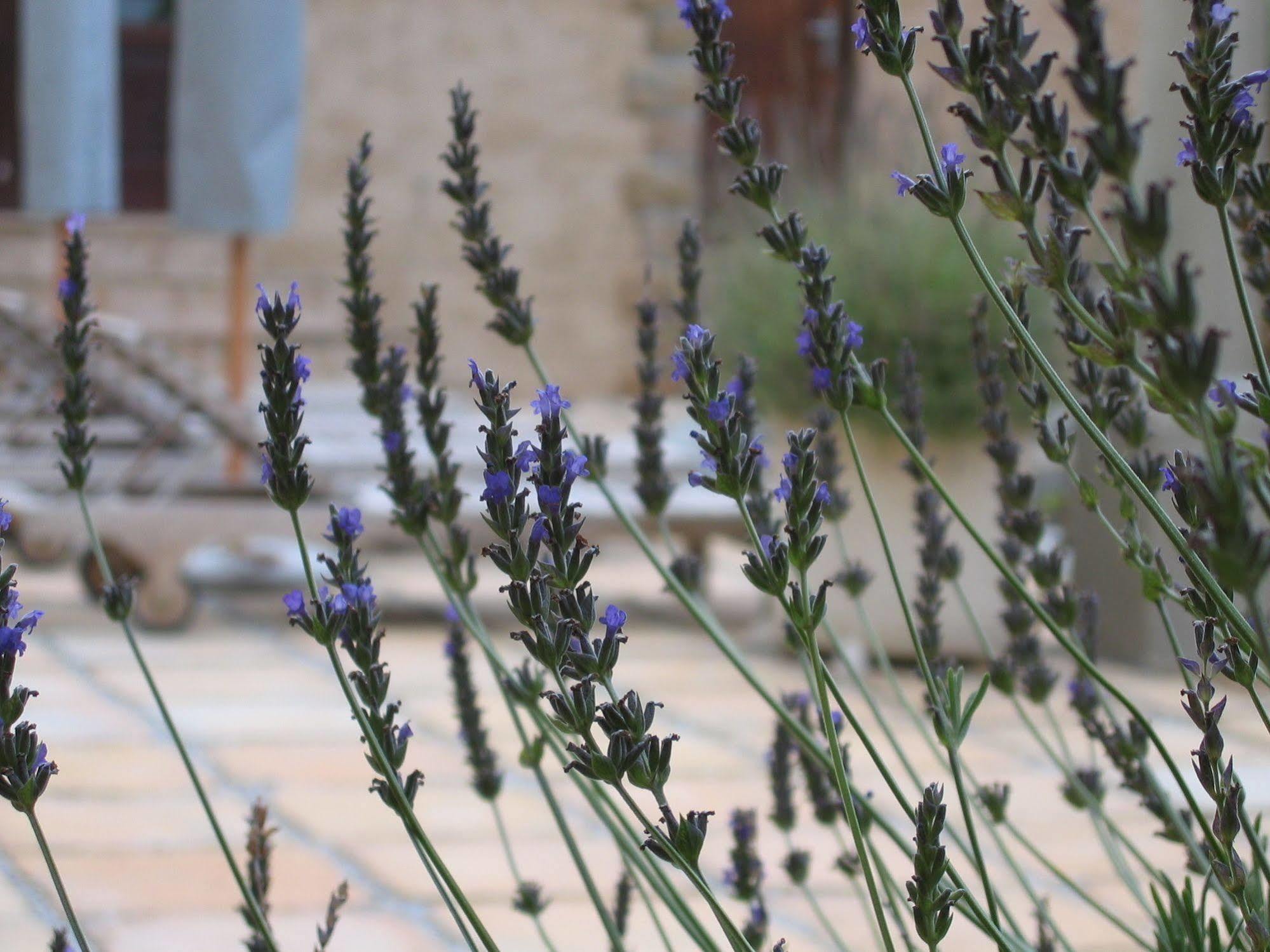 Auberge Provence Hermanus Zewnętrze zdjęcie